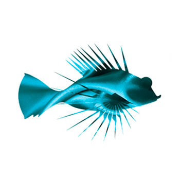 Dragonfish Uruguay